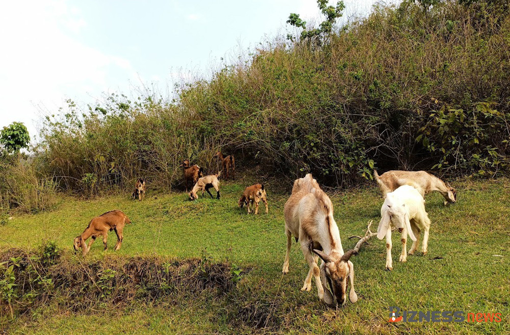 बागलुङका स्थानीय तहले पशुपक्षी तथा मत्स्यपालन क्षेत्रमा साढे चार करोड खर्चने