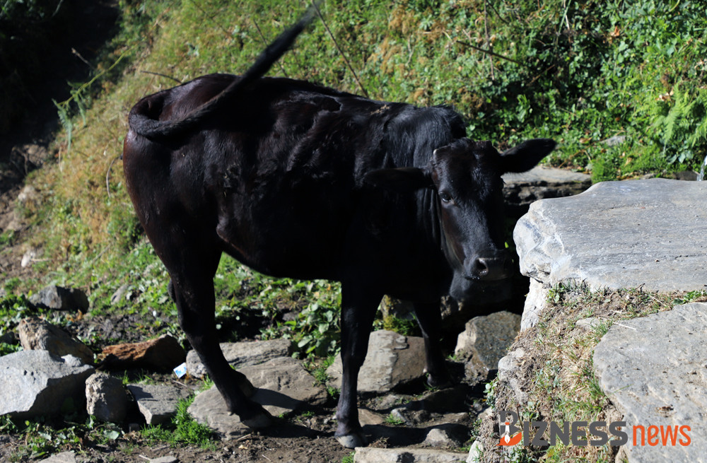 पर्वतमा स्थानीय जातका गाई संरक्षण गरिँदै