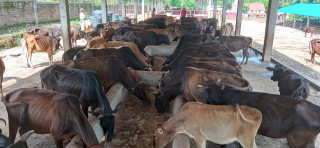 नगरपालिकाको नयाँ काम : गाई संरक्षण गर्न गौशाला 