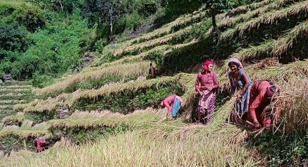 कर्णालीमा खाद्यबाली उत्पादन बढ्यो, तरकारी घट्यो