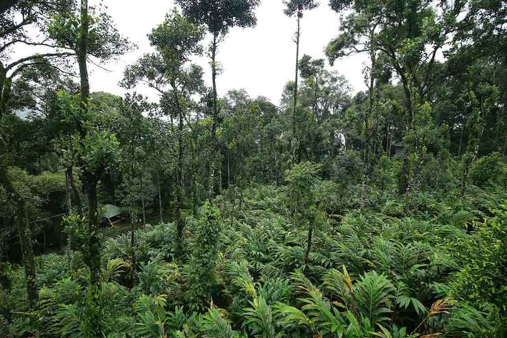 बाँदर नियन्त्रण गर्न सामुदायिक वनमा रोपियो फलफूलका बिरुवा