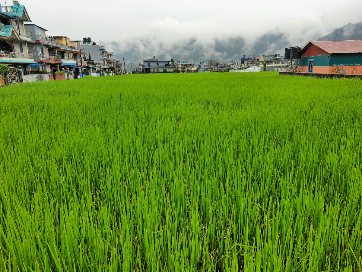 कृषि बिमाबाट कृषक लाभान्वित