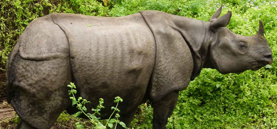 गैँडा मारी खाग बिक्री गरेको आरोपमा ९ जना पक्राउ