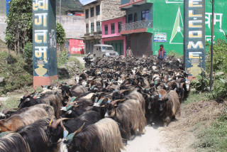 च्याङ्ग्राको माग उच्च , मूल्य बढ्यो