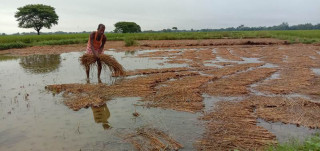 बेमौसमी वर्षाले धानमा क्षति बेहोरेका किसानलाई ६५ प्रतिशतसम्म राहत दिइने