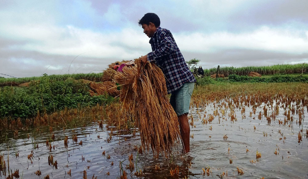 बालीनालीमा क्षति व्यहोरेका किसानले क्षतिपूर्ति रकम पाउने