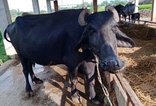 गाईभैँसीको सुत्केरी खर्चका लागि ६ लाख, स्थानीय जातका गाई संरक्षण गरिने