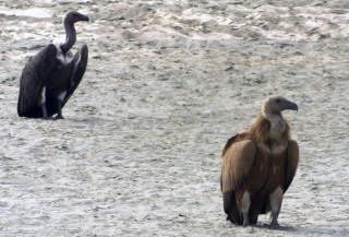 पोखरा क्षेत्रमा भेटिए ३ सय ८७ गिद्ध