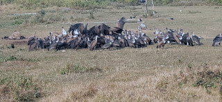 जटायु रेष्टुरेन्टमा आहारा खान झुम्मिए गिद्ध