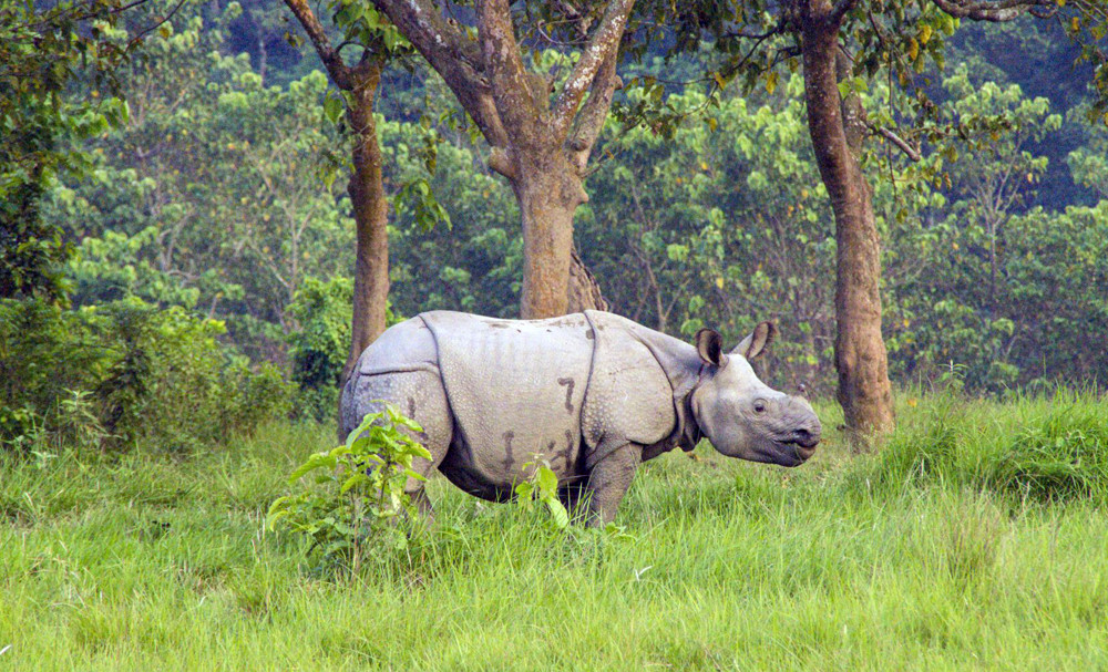 चितवन राष्ट्रिय निकुञ्जमा जुधेर एउटा गैँडा मर्‍यो