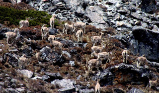 कञ्चनजंघा संरक्षण क्षेत्रमा नाउरको सङ्ख्या घट्दै