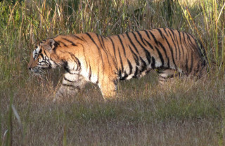 बर्दियामा बढे बाघ हेर्ने पर्यटक