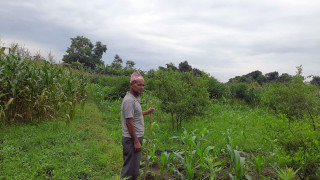 विद्यालयसँगै कागती खेतीमा रमाइरहेका सरकारी शिक्षक 