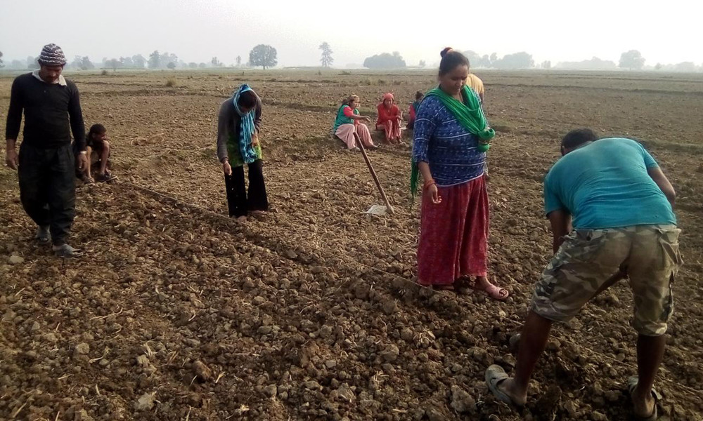 बाँकेको नरैनापुर सुक्खा क्षेत्र घोषणा