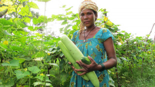 मजदूरीले जीविका चलाउने मुक्तकमैया तरकारी खेतीमा राम्रो गर्दै 