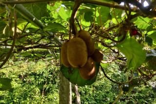 मकै र कोदो फल्ने बारीमा किवी खेती