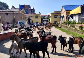 उपभोक्तालाई थप सहुलियत दिन खाद्यले घटायो खसी बोकाको मूल्य