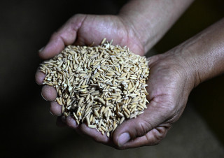 अन्नभण्डार मधेसमै धानमा मुस्किल : खाद्यमार्फत उचित मूल्य नपाउँदा विकल्प खोज्दै छन् किसान