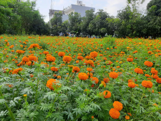 तिहार नजिकिएसँगै भ्याइनभ्याइ छ फूलखेती गर्ने किसानलाई, बढ्यो मालाको माग