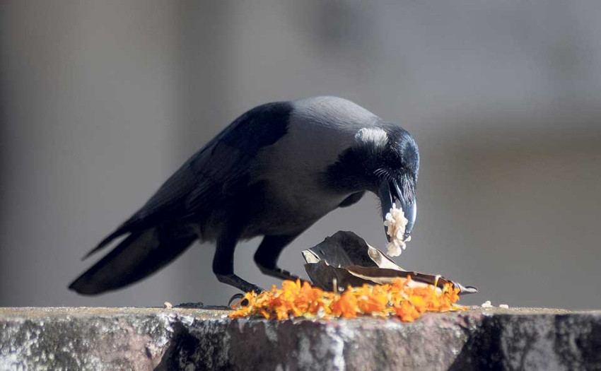 आज काग तिहार मनाइँदै