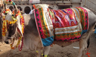 आज गोवर्द्धन पूजा, बलि, गोरु र कृषकको पूजाआजा