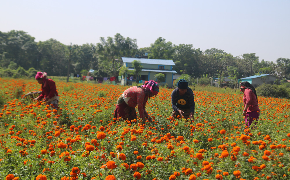 तिहारमा एकै किसानले बेचे सात लाखको सयपत्री