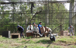 अन्तर्राष्ट्रिय गिद्ध सचेतना दिवस : ‘गिद्धका सङ्ख्यामा कमी आउँदा हैजाका बिरामी बढे’