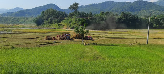 कृषिप्रधान मुलुक : धान पकेट क्षेत्रका किसान चामल किनेर खाँदै