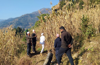 सहकारीको अग्रसरतामा बागलुङमा हुँदैछ लोपोन्मुख जुनेलोको पुनरुत्थान