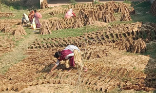 इन्धनका लागि अझै गुइँठाकै भर, गोबरको विकल्प नखोजे जग्गाको उर्वराशक्तिमा ह्रास आउने चिन्ता