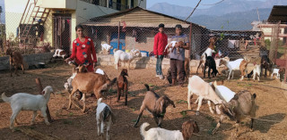 बाख्रापालनबाट राम्रो आम्दानी लिँदैछन् पाल्पाका किसान