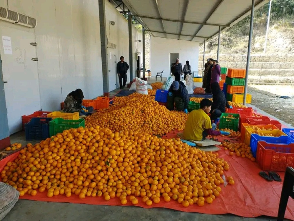 शीतभण्डार सञ्चालनपछि किसान हर्षित