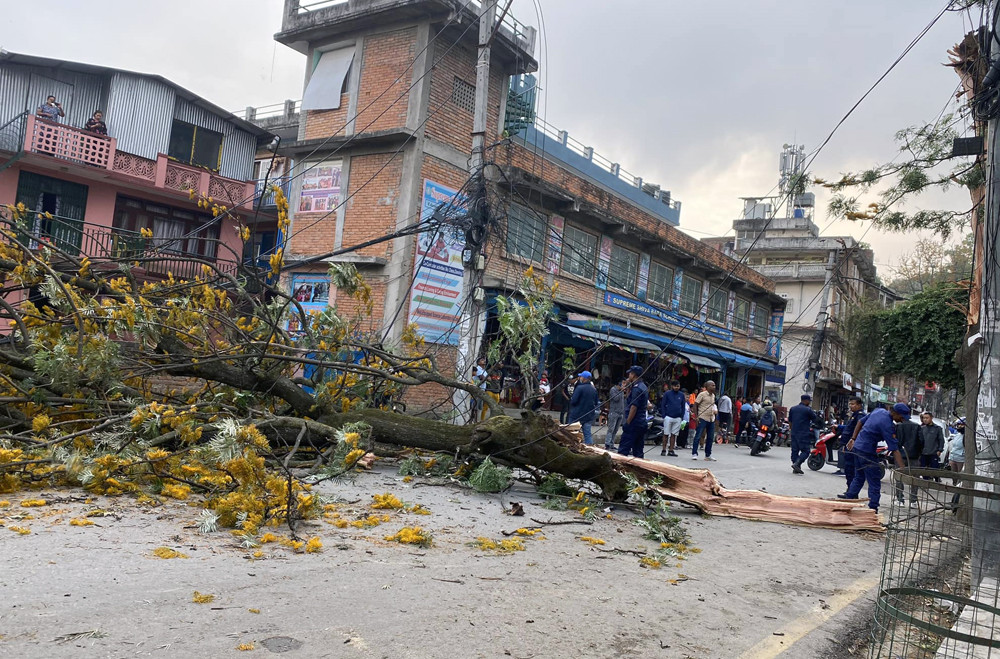 हावाहुरीले स्वयम्भूमा रुख ढलेर सडक अवरुद्ध