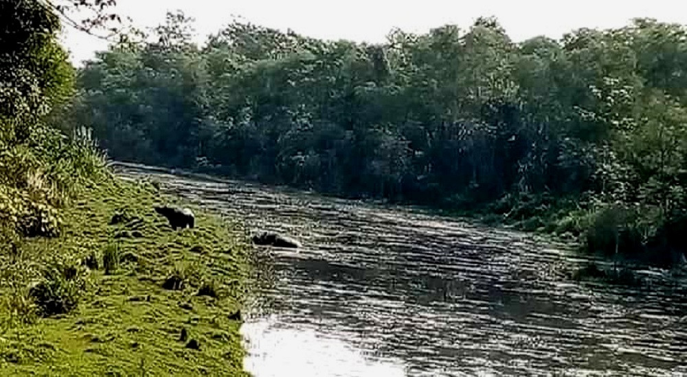 ताल सुकेपछि जेनेरेटरबाट वन्यजन्तुका लागि पानी