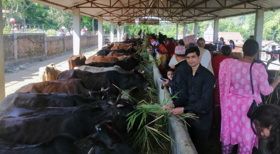 गाई संरक्षणबाट धार्मिक पर्यटनको प्रवर्द्धन