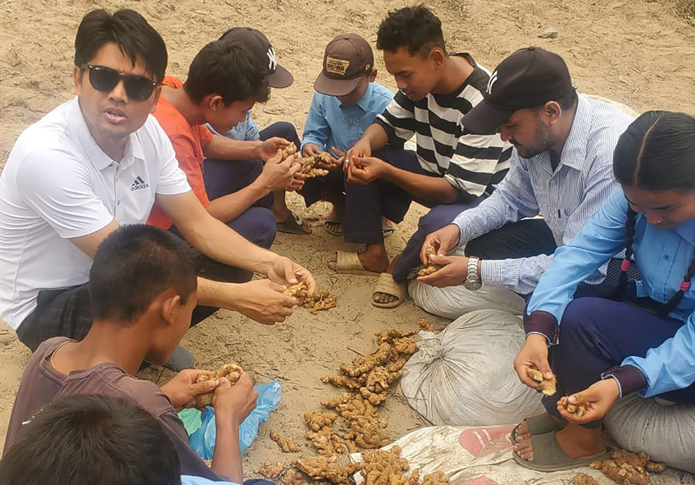 पढ्दै कमाउँदै कार्यक्रम : अदुवा खेतीमा विद्यार्थी