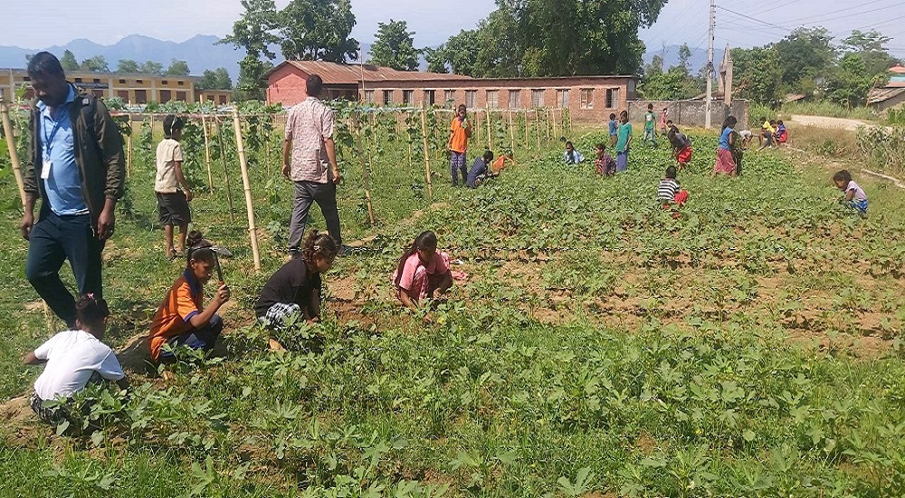 पढाइसँगै करेसाबारी स्याहार्दै विद्यार्थी