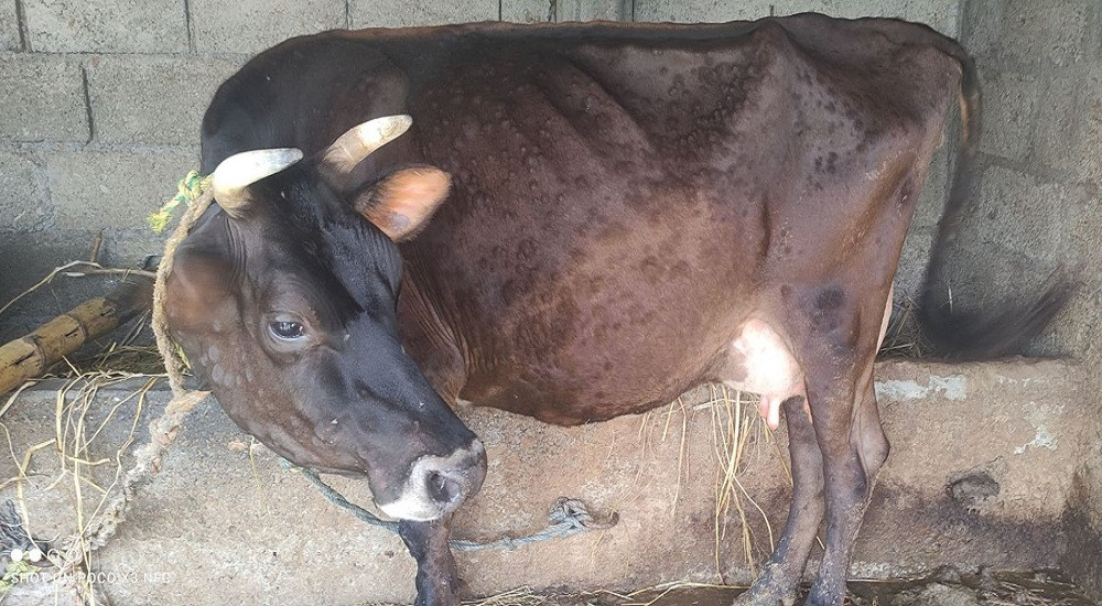 लम्पी स्किन रोगको प्रकोप : 'गाईले दूध दिन छाडे, गोरु मर्दा खेत बाँझै'