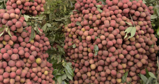 गोरखामा यो वर्ष लिची बिक्रीबाट ११ करोड १५ लाख रुपैयाँ आम्दानी