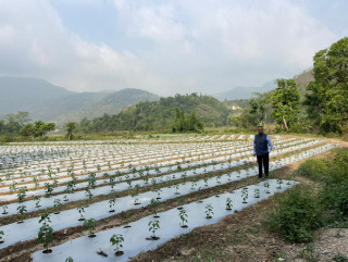 पहिलो व्यावसायिक कृषि उत्पादनतर्फ सीजी एग्रो, पाल्पामा ५ सय रोपनीमा अकबरे खेती सुरू