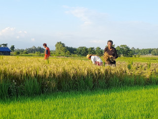 अनुदानको बीउबाट राम्रो भएन उत्पादन, किसान चिन्तित