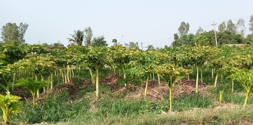 कुनै बालीको भएन भर : खडेरीले ओलसमेत ओइलाउँदा निरास छन् किसान