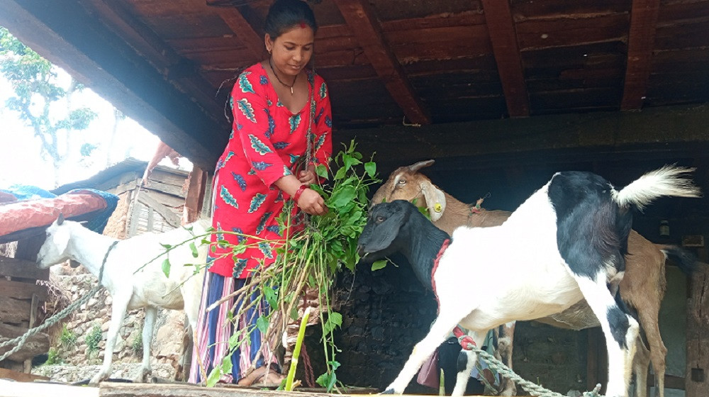 व्यावसायिक बाख्रापालनमा जम्दै रामपुरका महिला, आर्थिक क्षेत्रमा बन्दैछन् अब्बल