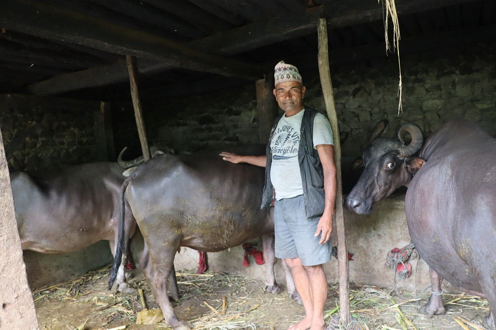 स्थानीय जातका भैँसी लोप हुने खतरा बढेपछि रिस्मी गाउँमा ‘गोठ सुधार कार्यक्रम’