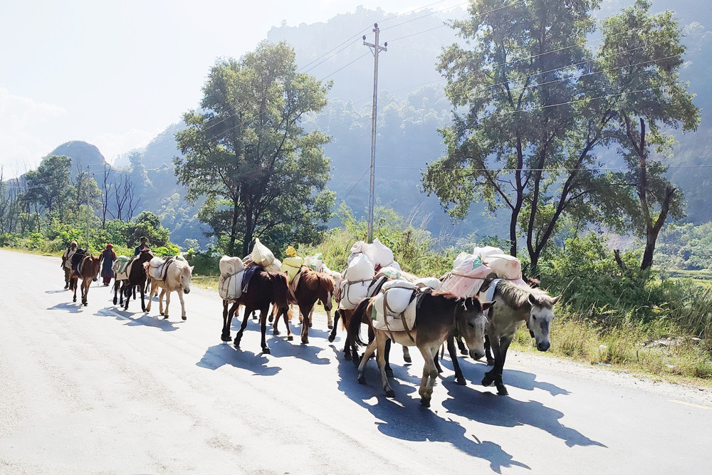 बर्खामा ढुवानी गर्न घोडा र खच्चडकै भर