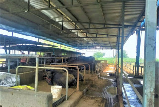 व्यावसायिक पशुपालनमा बाँकेका किसानको आकर्षण