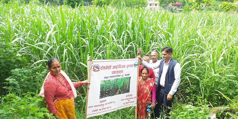 खुदोले चिनिएको गाउँ ढोडबेँसी र मालेपाटन : उखुखेतीसँगै पशुपालनमा पनि किसानको आकर्षण