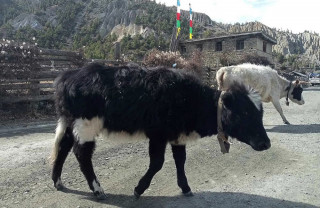 मनाङमा फैलिँदै लम्पी स्किन संक्रमण, याक र चौँरीमा पनि देखियो