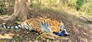 चितवन निकुञ्जमा बढ्यो बाघको मृत्यु, यसवर्ष सातवटा मृतावस्थामा भेटिए