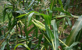 बाँदर आतंकले किसान हैरानी : कुरुवा बस्दै बित्छ दिन
